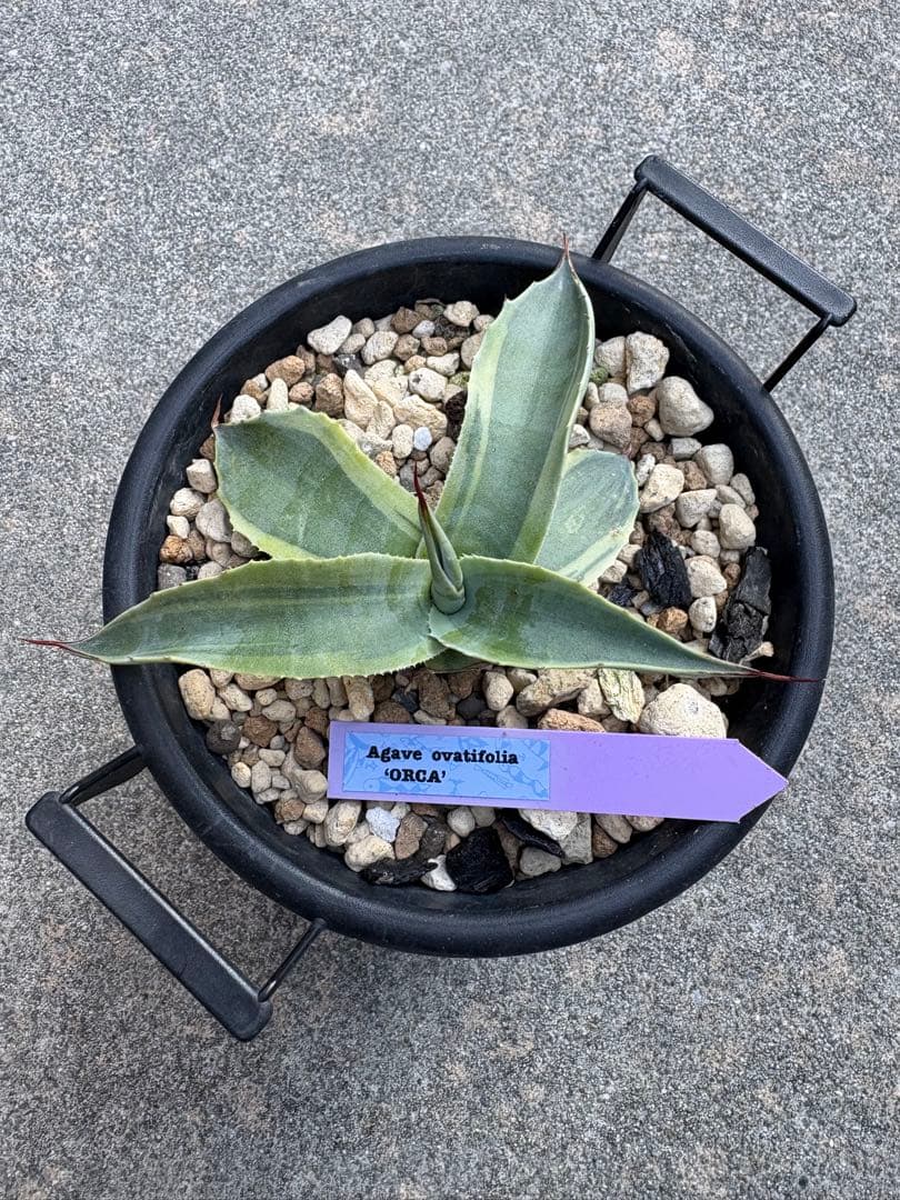 オルカ　アガベ