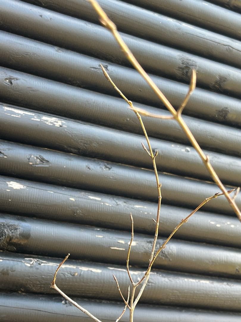 山採り天然 ツリバナ 2本株立ち 13 - メルカリ