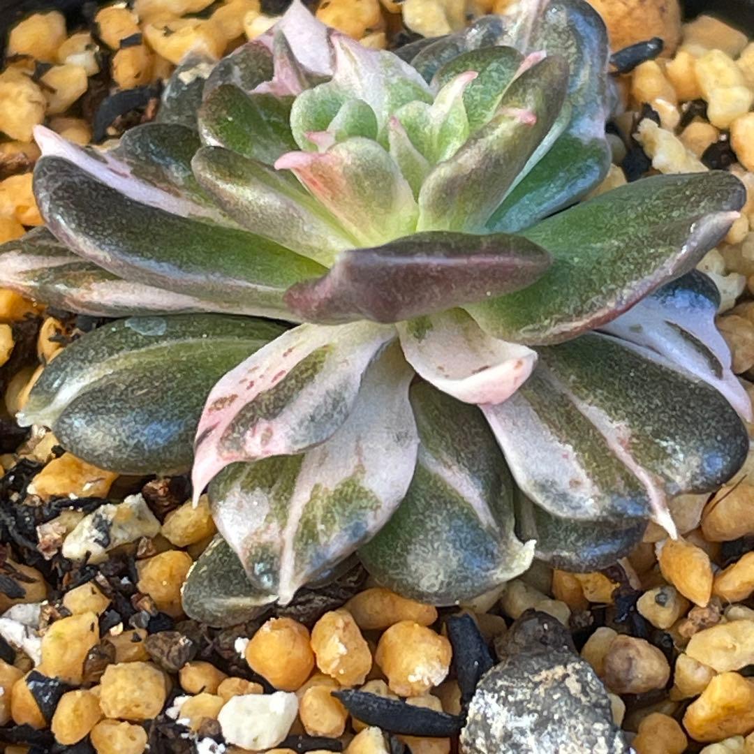 専用！　高級品種　稀少　インドネシア多肉　プリンス錦3点セット　速達代付