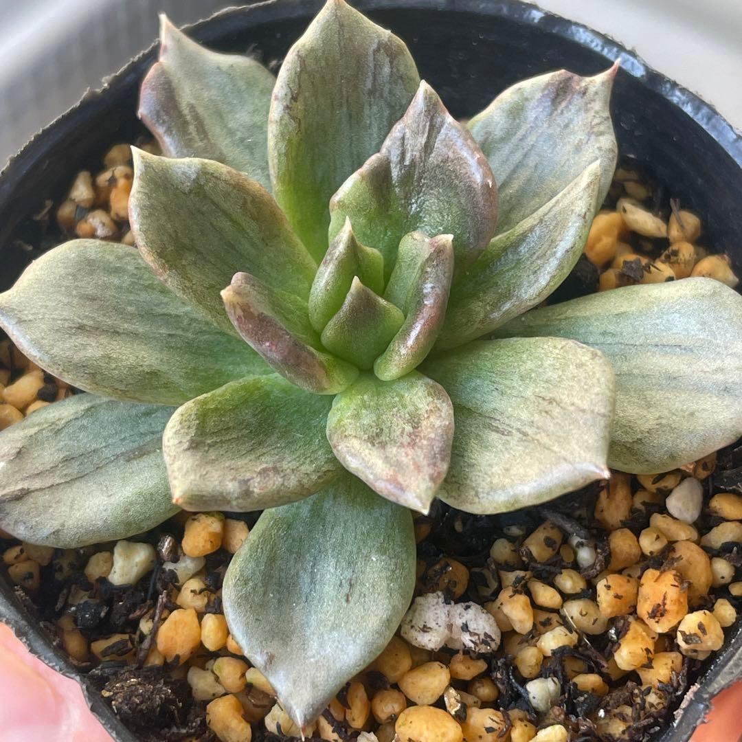 専用！　高級品種　稀少　インドネシア多肉　プリンス錦3点セット　速達代付