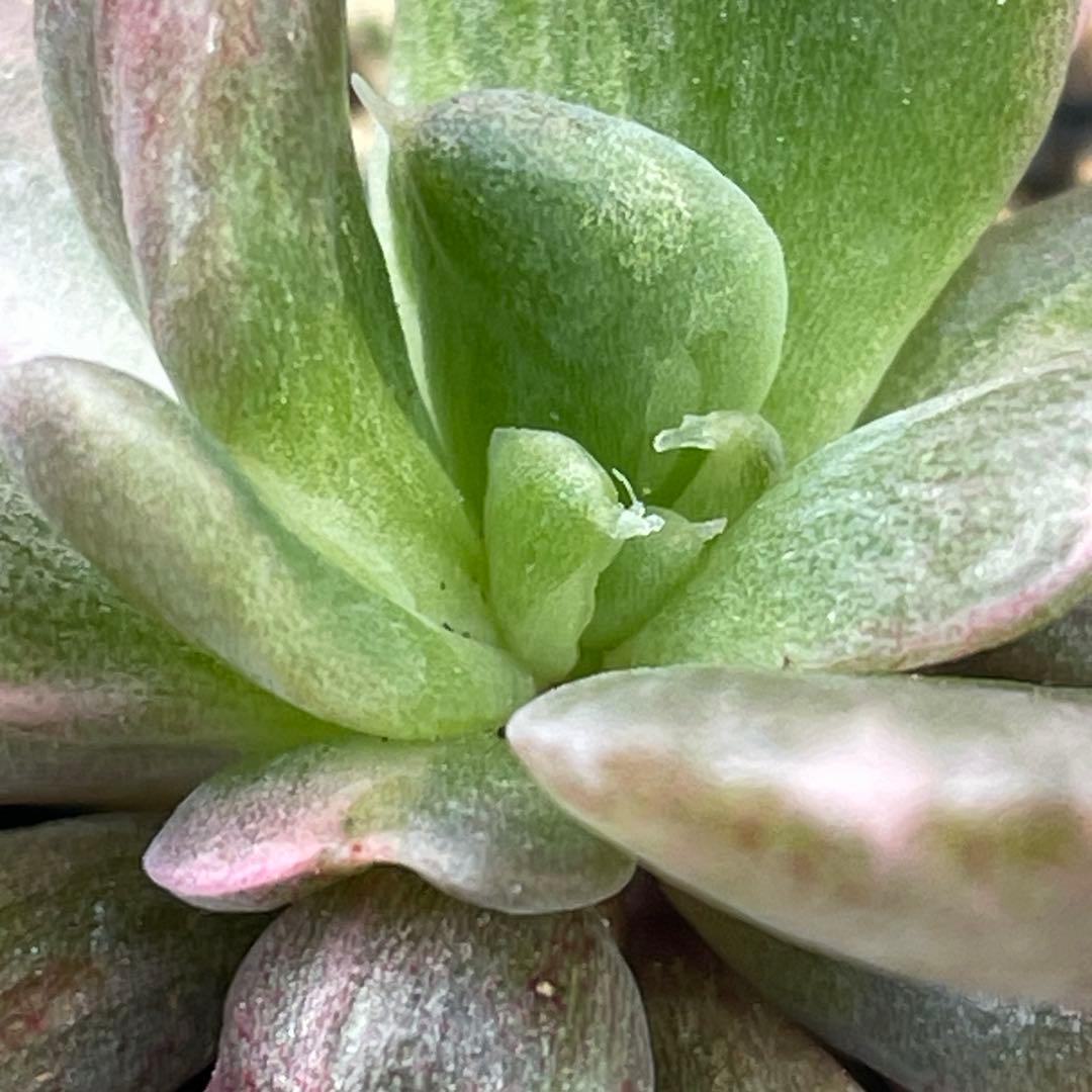 専用！　高級品種　稀少　インドネシア多肉　プリンス錦3点セット　速達代付