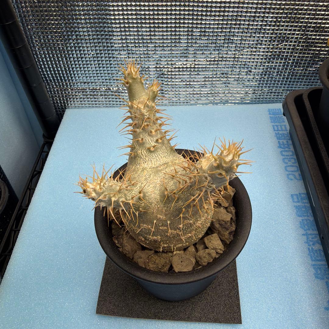 パキポディウムグラキリス6　実生6年目