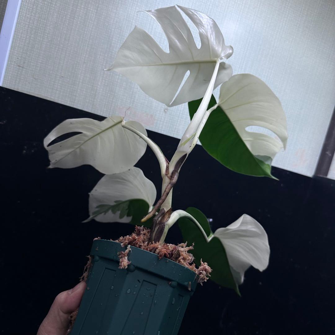 超*✿様 モンステラ斑入りハーフムーンホワイトタイガー極美斑入り　　 51cm