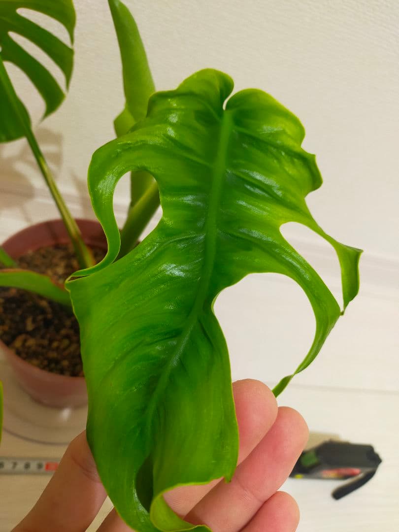 モンステラsp　多分ボルシギアナ　枝変りかな