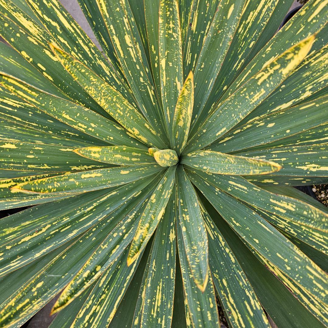 ユッカ　グロリオサ　散り斑　2芋以上