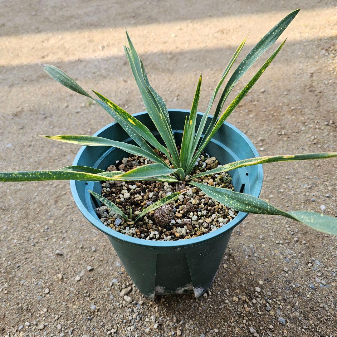 ユッカ　グロリオサ　散り斑　2芋以上