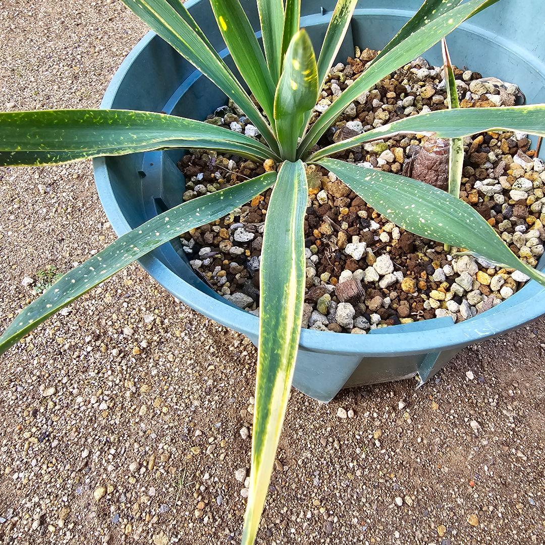 ユッカ　グロリオサ　散り斑　2芋以上