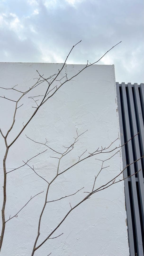 超逸品。山採りシロモジ2.3M(鉢底から)品番C - メルカリ