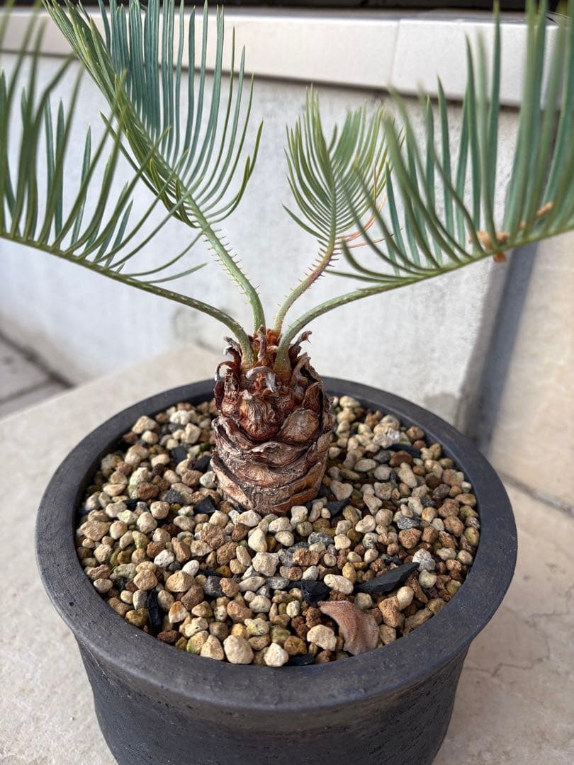 サイカス　カイルンシアナ