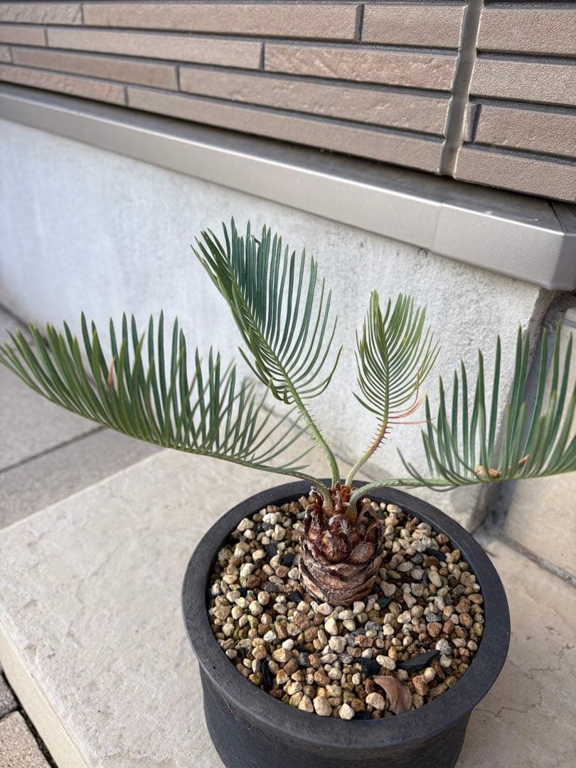 サイカス　カイルンシアナ