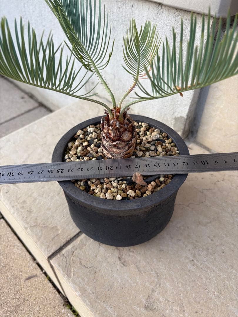 サイカス　カイルンシアナ