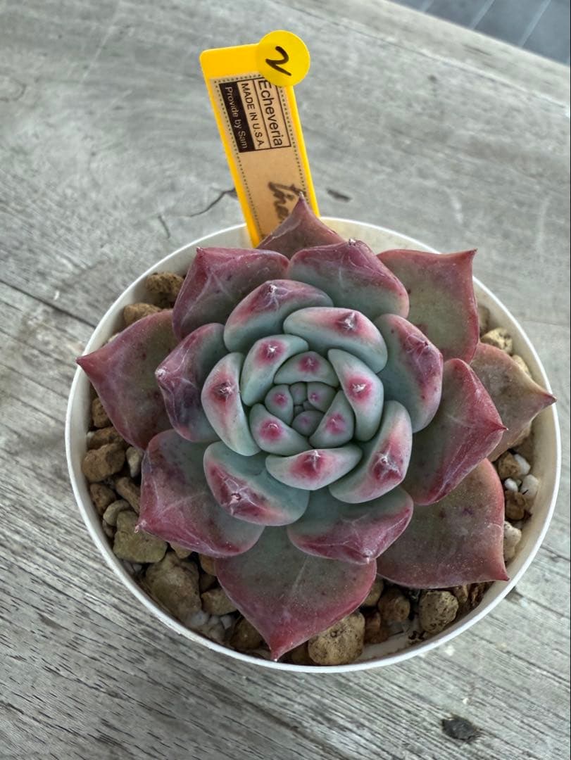 2 希少 リンゼアナNo.3 丸葉タイプ　カリフォルニア輸入