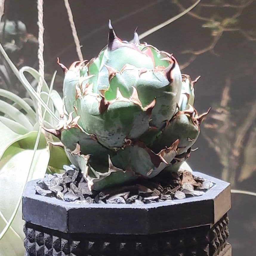 アガベ チタノタ ブラックアンドブルー BB 子株 - メルカリ