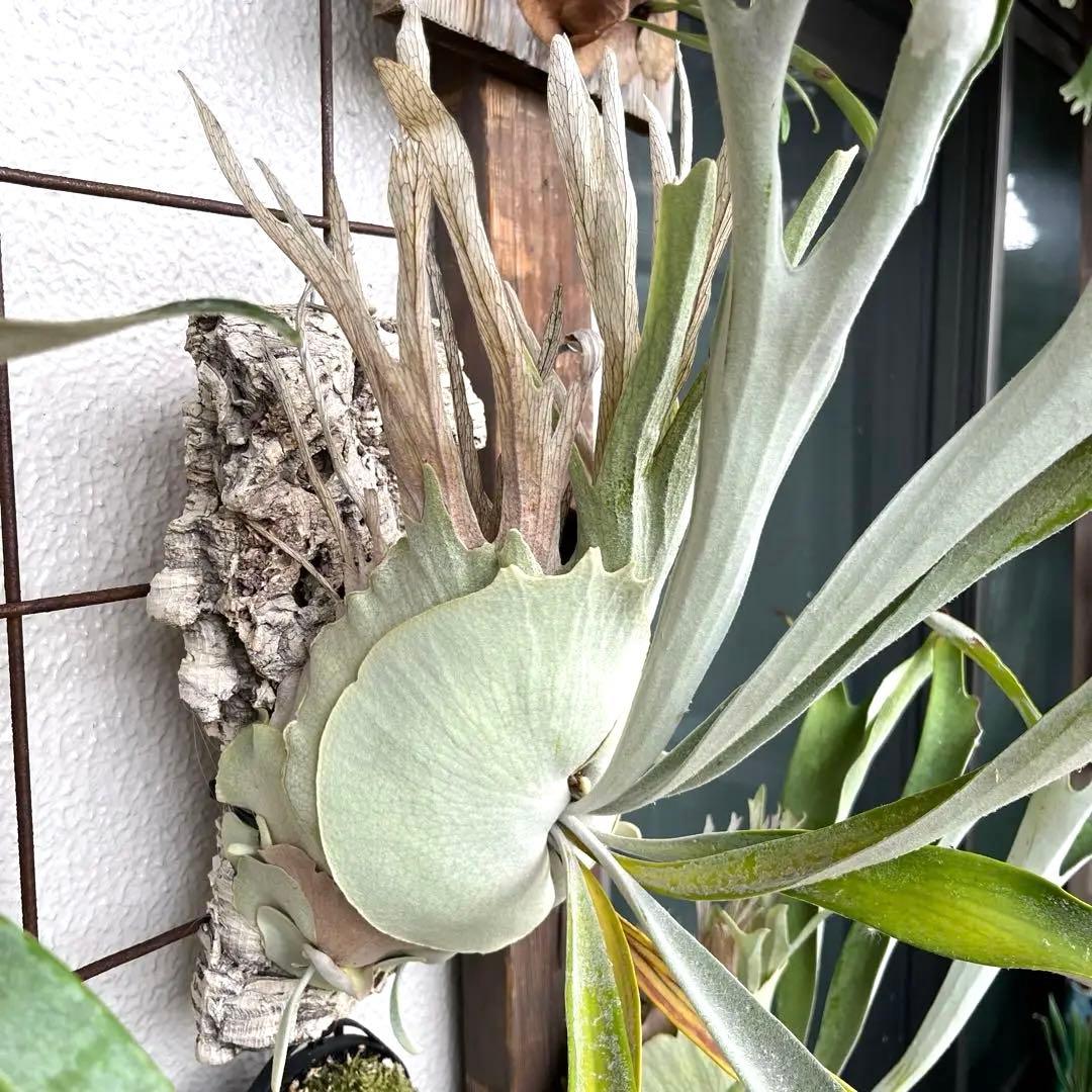 2芽付き ビカクシダ P. veitchii wild vp#3 子株 - メルカリ