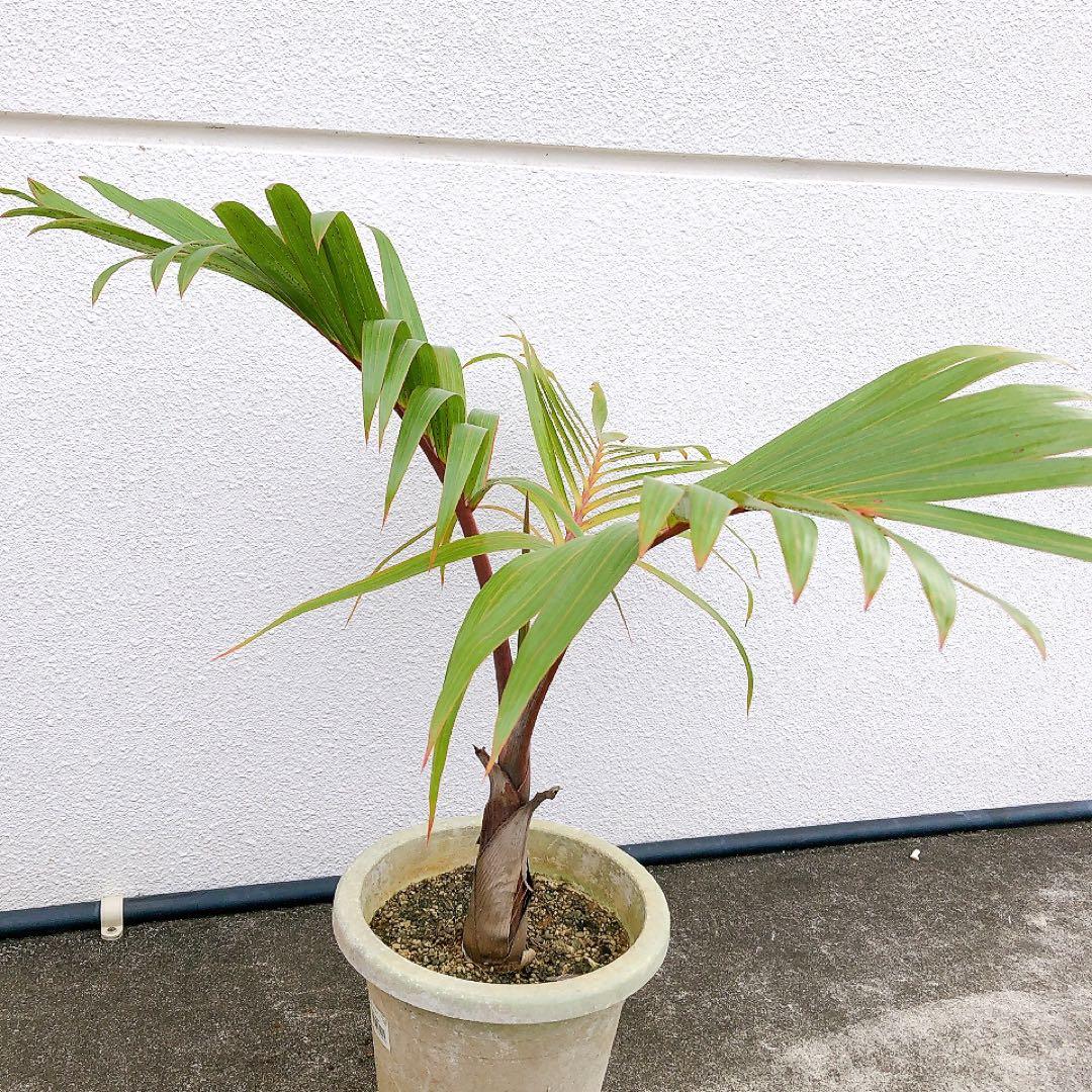 トックリヤシ 楽天市場】おしゃれ 観葉植物・希少：トックリヤシ(徳利椰子)*とっくり