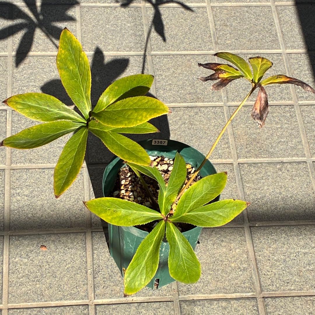 ヒ*イ様 ☘️限定1株☘️未株分け☘️蕾付き☘️3357⭐️アンティークドレスの