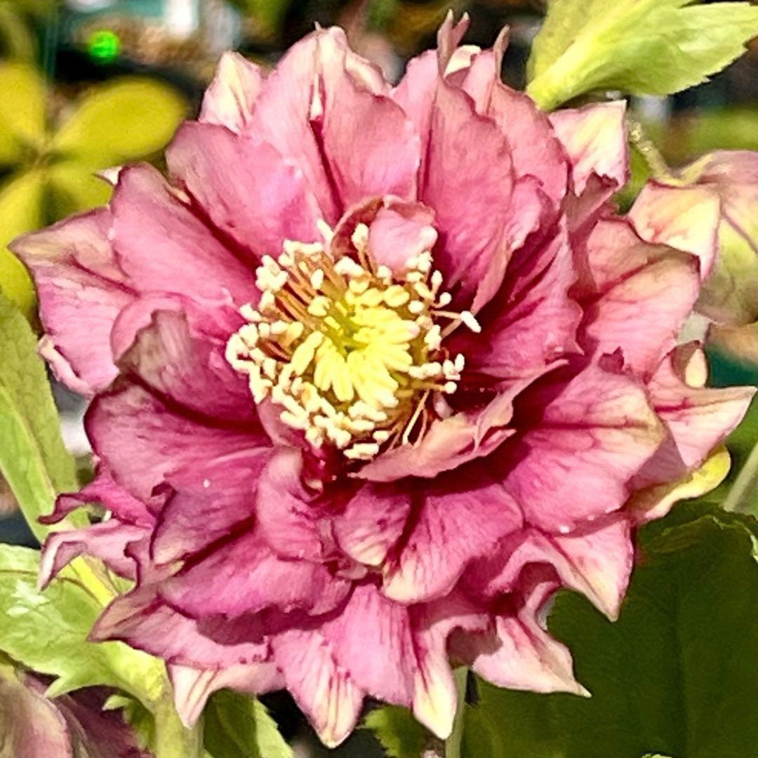 ヒ*イ様 ☘️限定1株☘️未株分け☘️蕾付き☘️3357⭐️アンティークドレスの