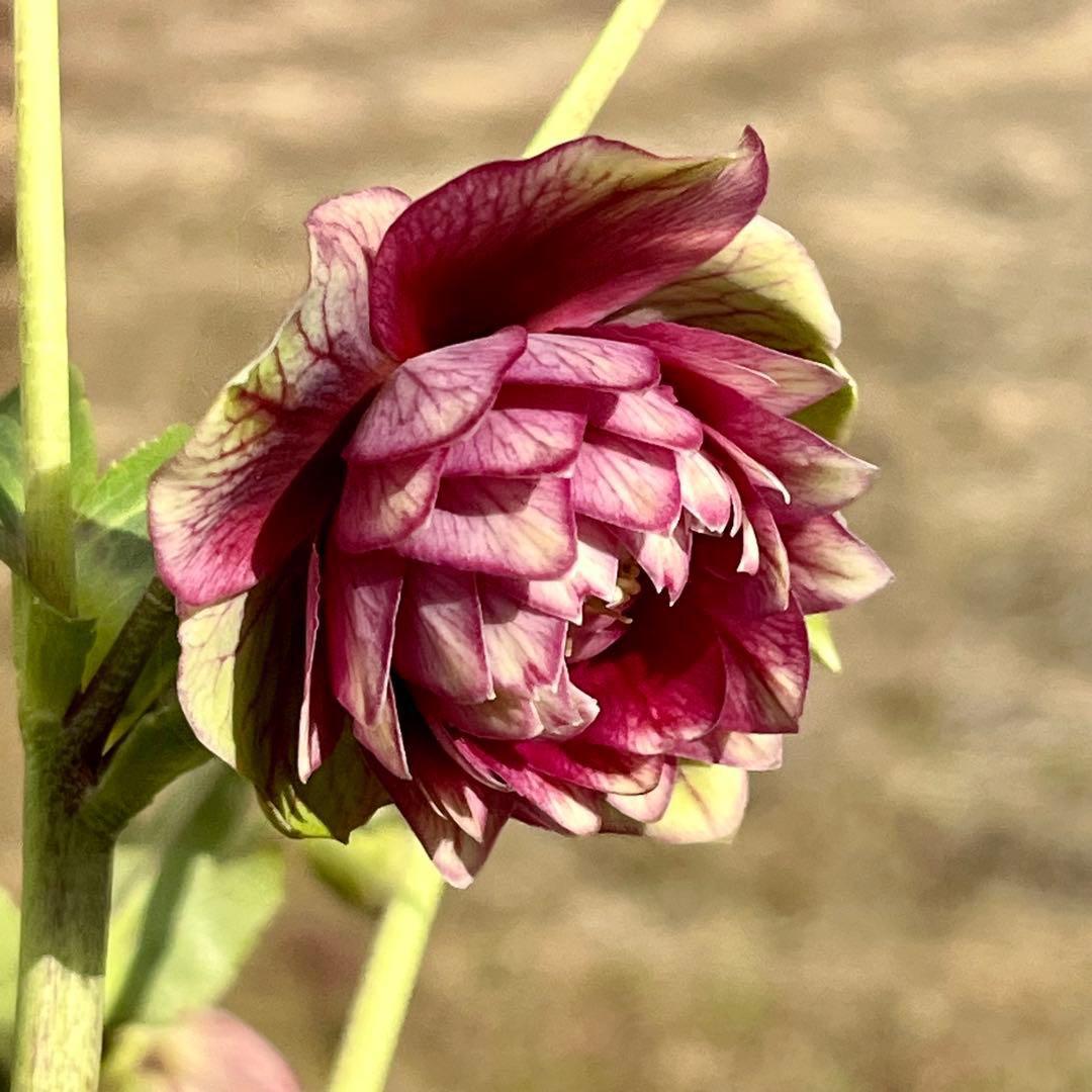 ヒ*イ様 ☘️限定1株☘️未株分け☘️蕾付き☘️3357⭐️アンティークドレスの