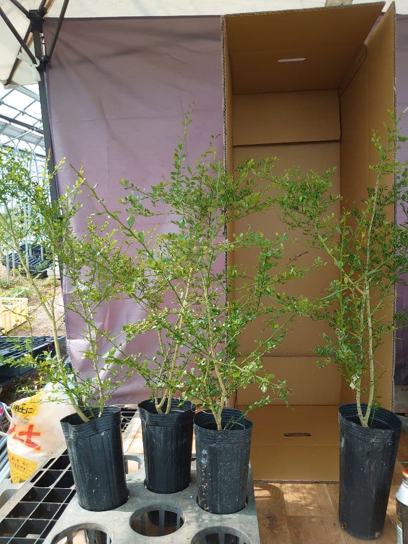 ☆　みみみさま専用　フィンガーライム苗木セット　☆