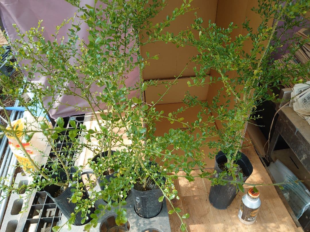 ☆　みみみさま専用　フィンガーライム苗木セット　☆