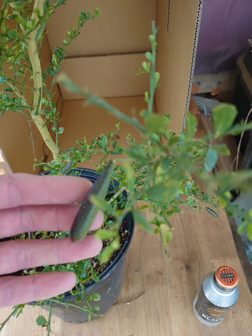 ☆　みみみさま専用　フィンガーライム苗木セット　☆