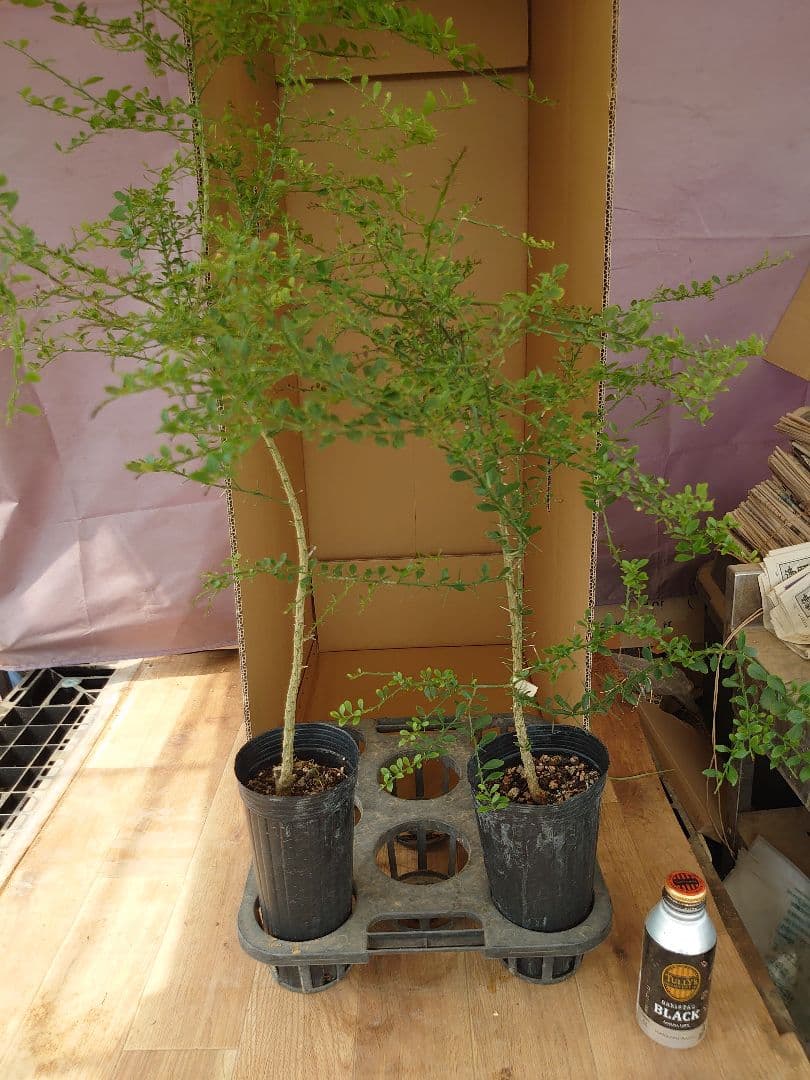 ☆　みみみさま専用　フィンガーライム苗木セット　☆