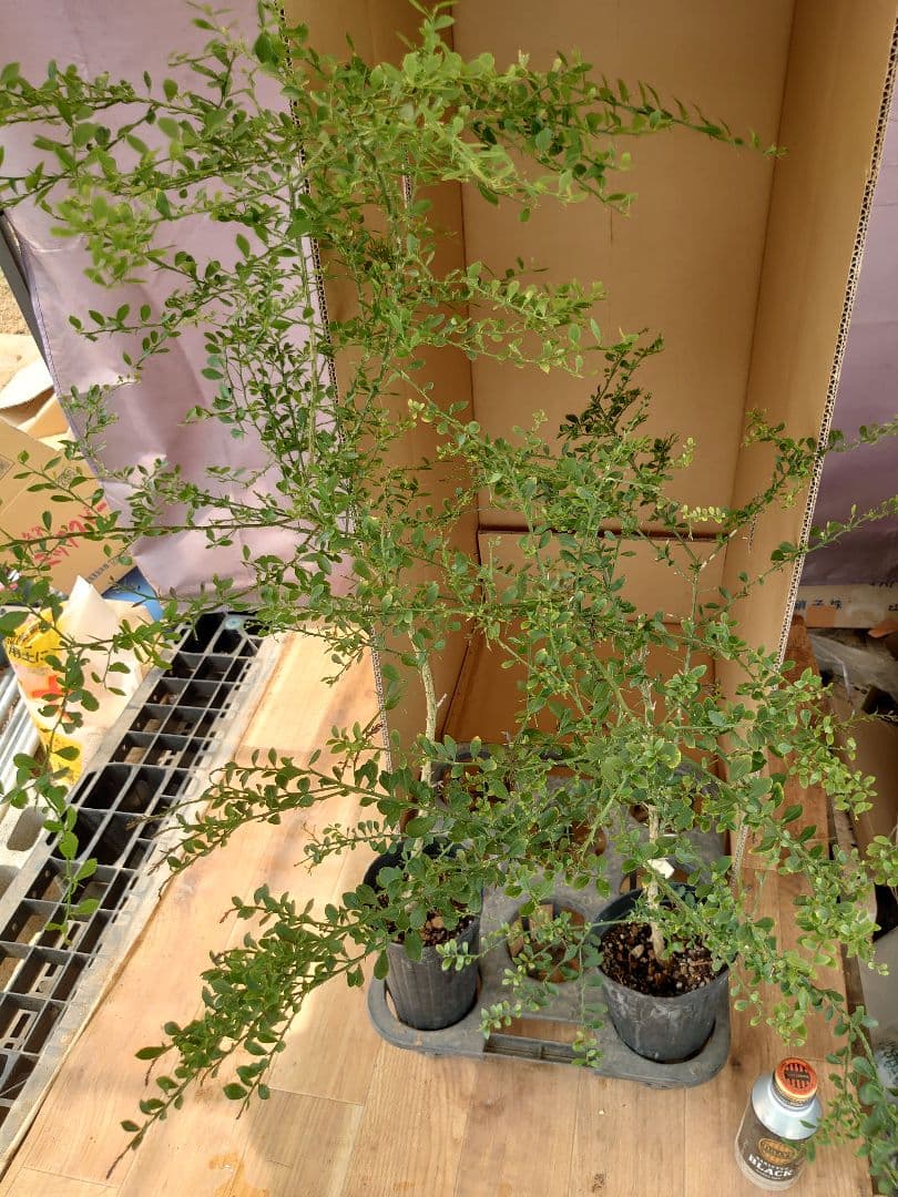 ☆　みみみさま専用　フィンガーライム苗木セット　☆