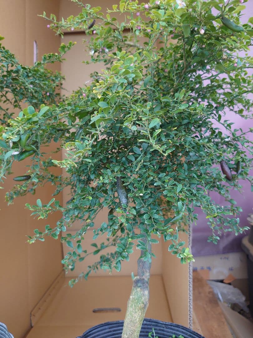 ☆　みみみさま専用　フィンガーライム苗木セット　☆