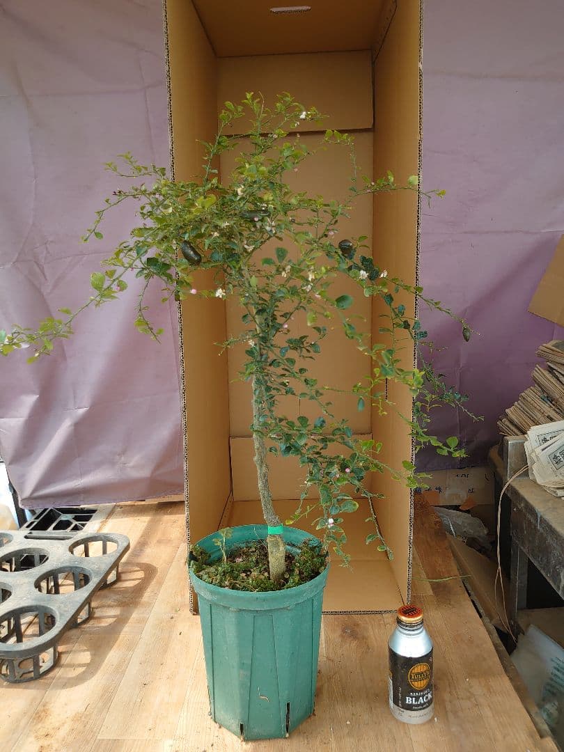 ☆　みみみさま専用　フィンガーライム苗木セット　☆