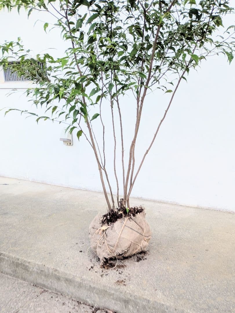 山採りハイノキ。