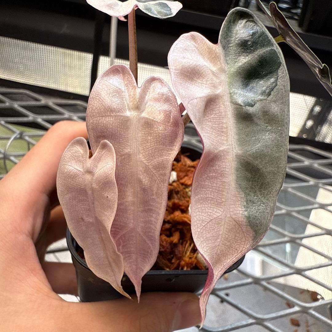 p*a様 選抜株 アロカシア バンビーノスーパーピンク 厳選株】アロカシア バンビーノ ピンク/ Alocasia bambino Pink│観葉