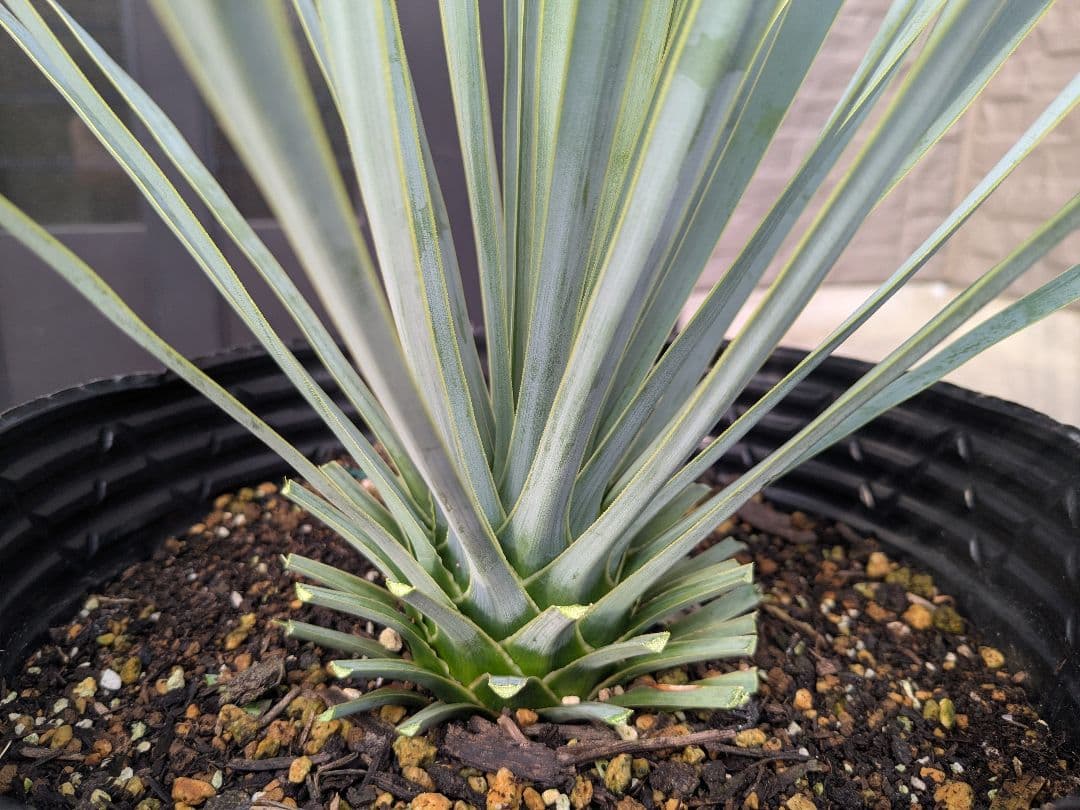 ユッカロストラータ 2023.5播種 国内実生2株セットNo.18