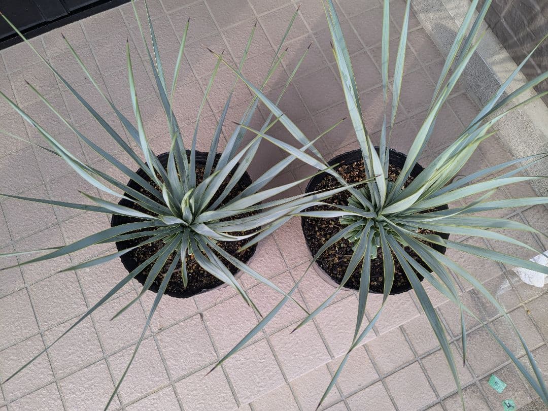 ユッカロストラータ 2023.5播種 国内実生2株セットNo.18