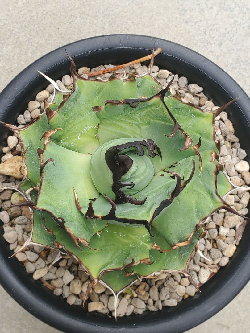 アガベ チタノタ ハデス cj1 親株 L108707559 - 植物/観葉植物新 発売