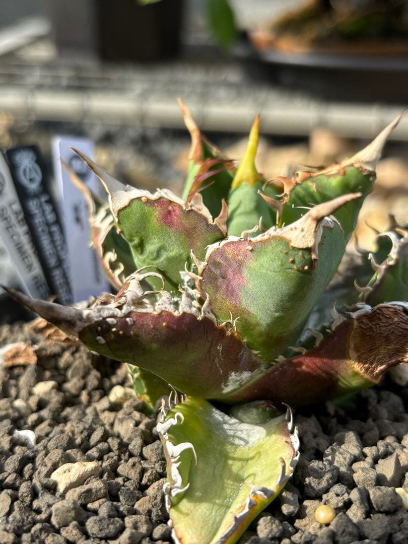 アガベhyb ポタトラム×ゼブラ