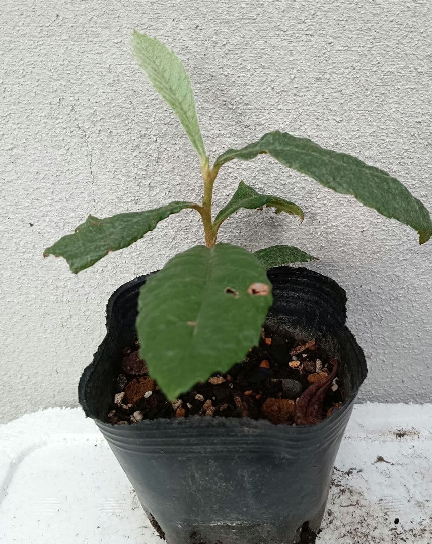 現品　枇杷　抜き苗　実生苗２年生