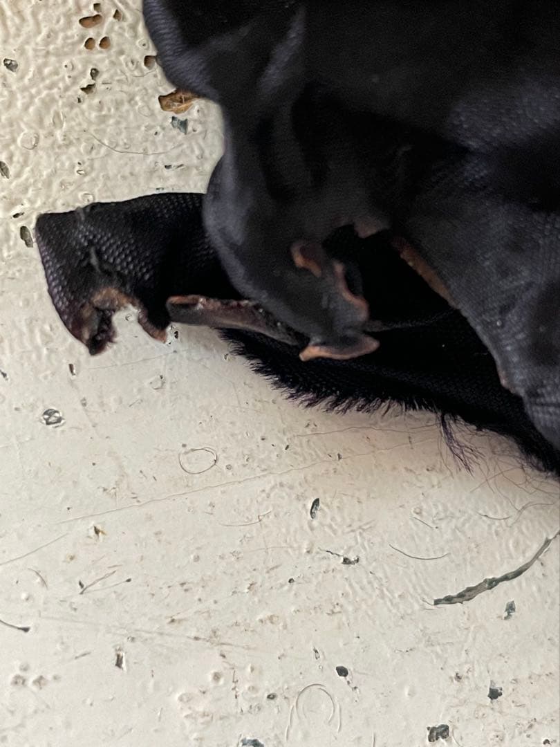 ¨*•.¸¸☆*・ アンティーク　ペグドール 17cm゜•*¨*•.¸¸☆*