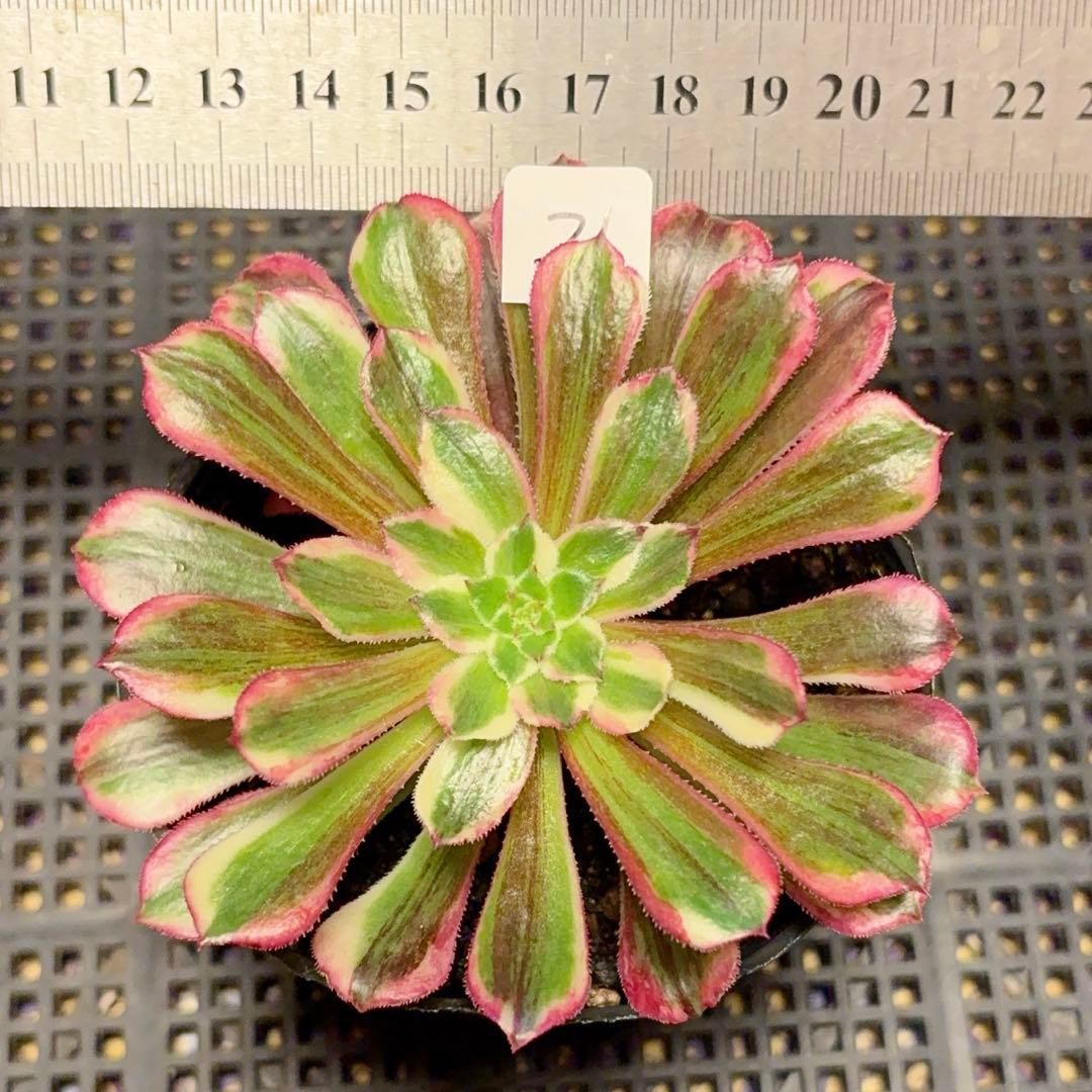 21#多肉植物アエオニウム錦❤️銅花順錦❤️1大頭10cm拔き苗 - メルカリ