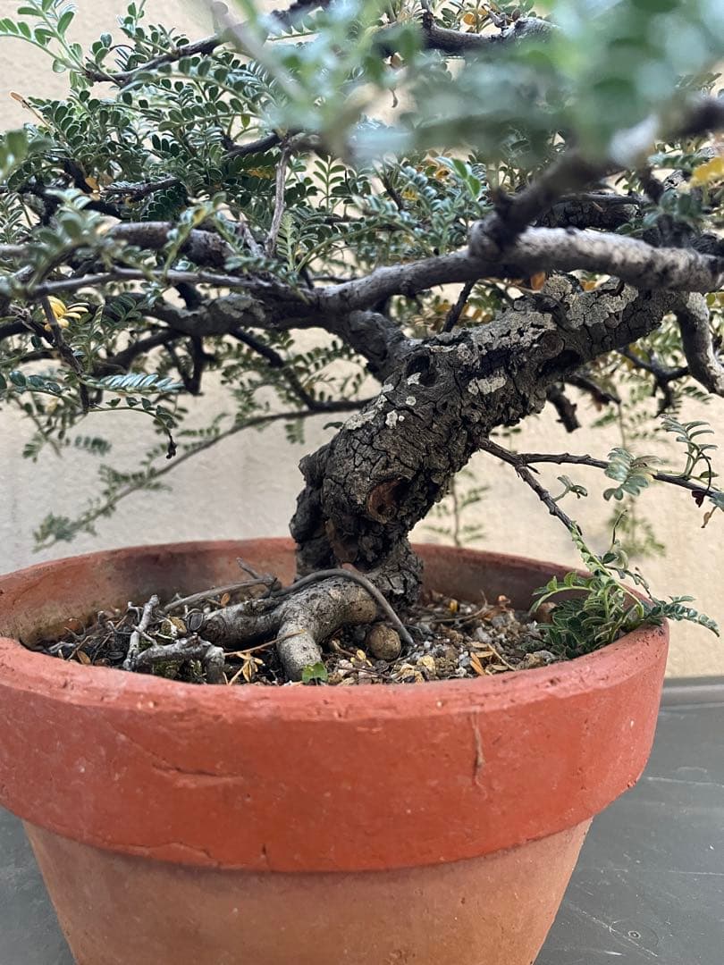 kk)磯山椒　中品サイズ　天皇梅　盆栽