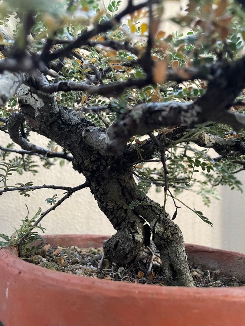 kk)磯山椒　中品サイズ　天皇梅　盆栽