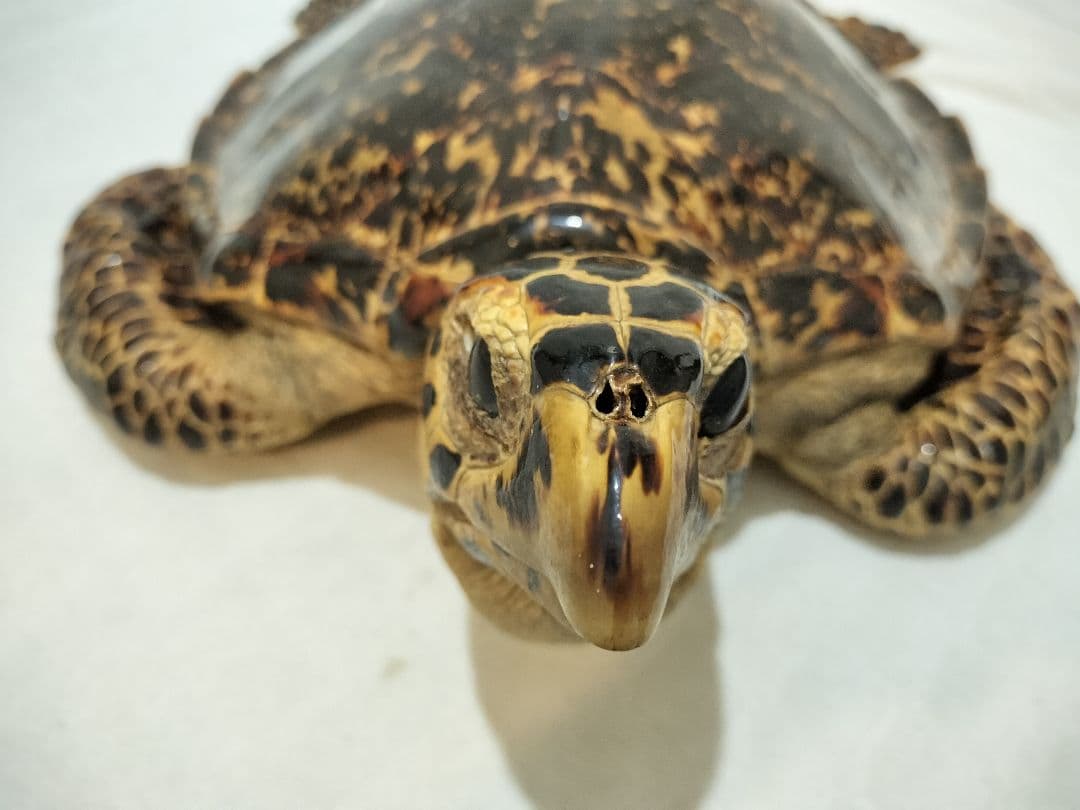 タイマイ ウミガメ剥製 国際希少野生動植物種登録票有 - メルカリ