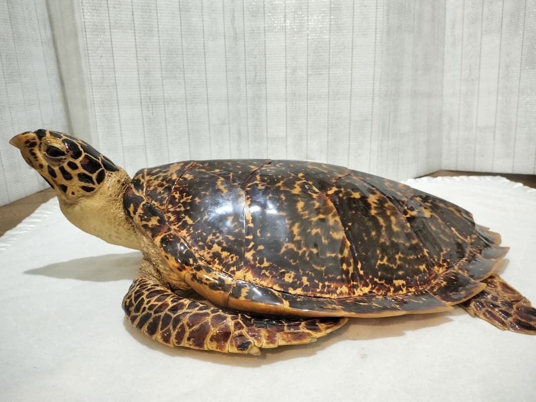 タイマイ ウミガメ剥製 国際希少野生動植物種登録票有 - メルカリ