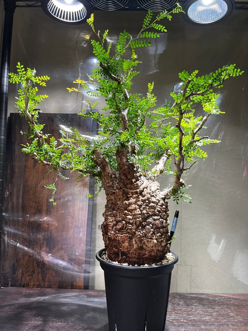 オペルクリカリア　パキプス　発根済み オペルクリカリア パキプス-OP38 | Supervoid Caudex