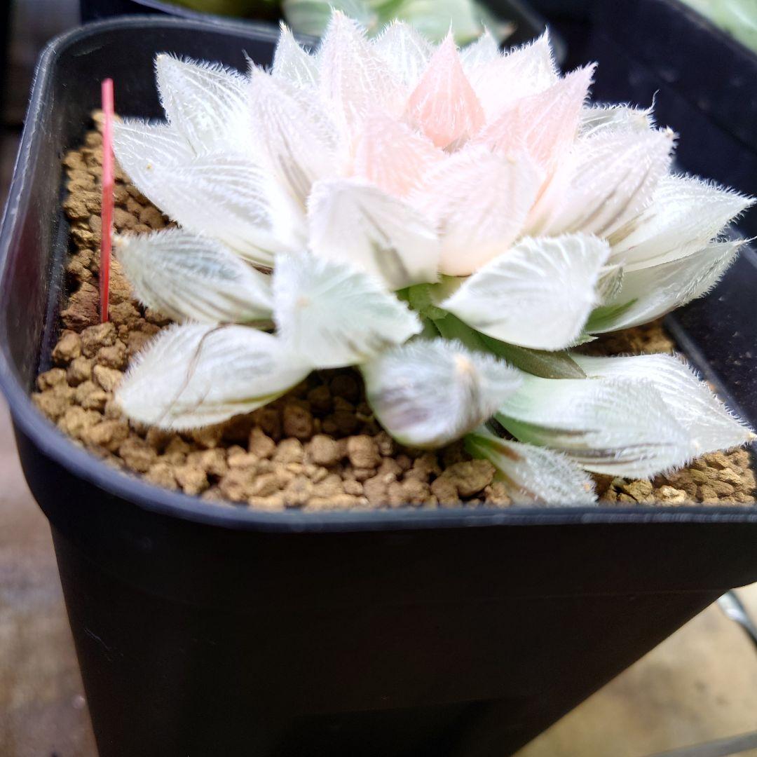 【白狐伝】発芽発根済み　超おすすめ！