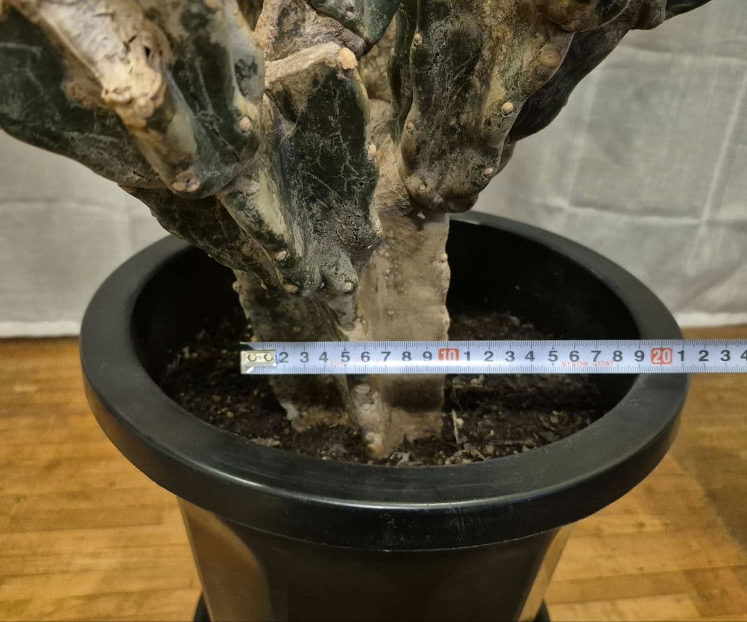 柱サボテン ブランチ 古木仕立て ハシラサボテン　鬼面角　キメンカク　10号鉢