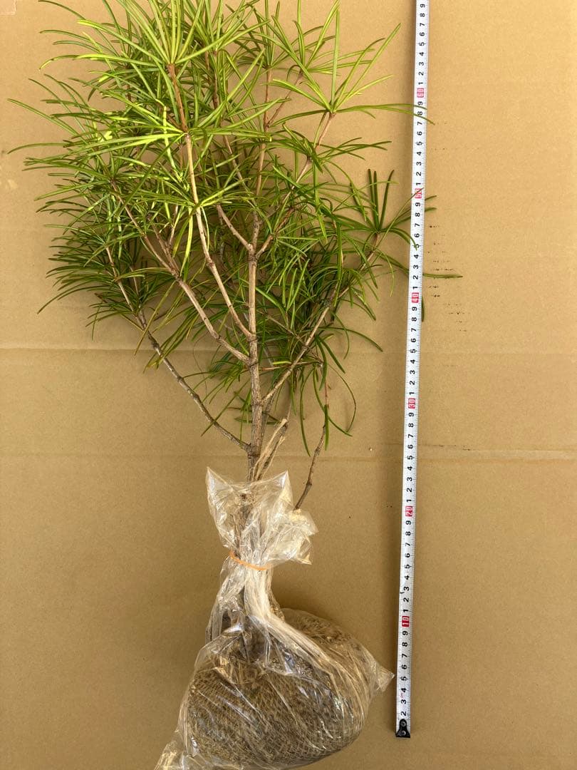 晴　高野槙約60センチ２本