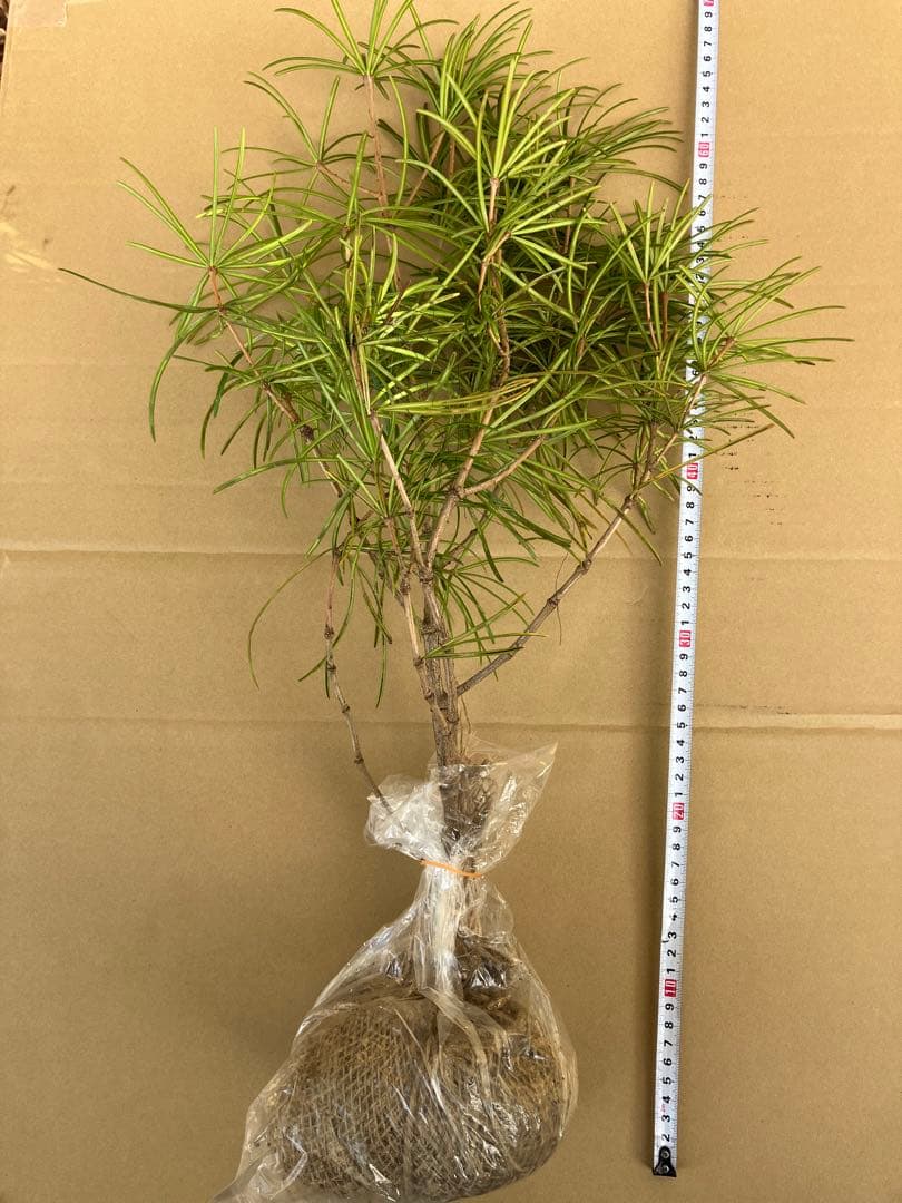 晴　高野槙約60センチ２本