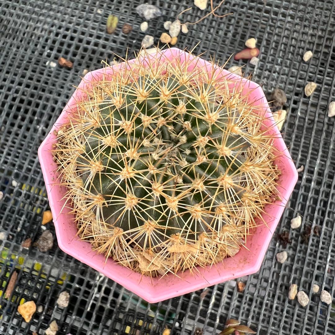 サボテン 豊麗丸 抜き苗 - メルカリ