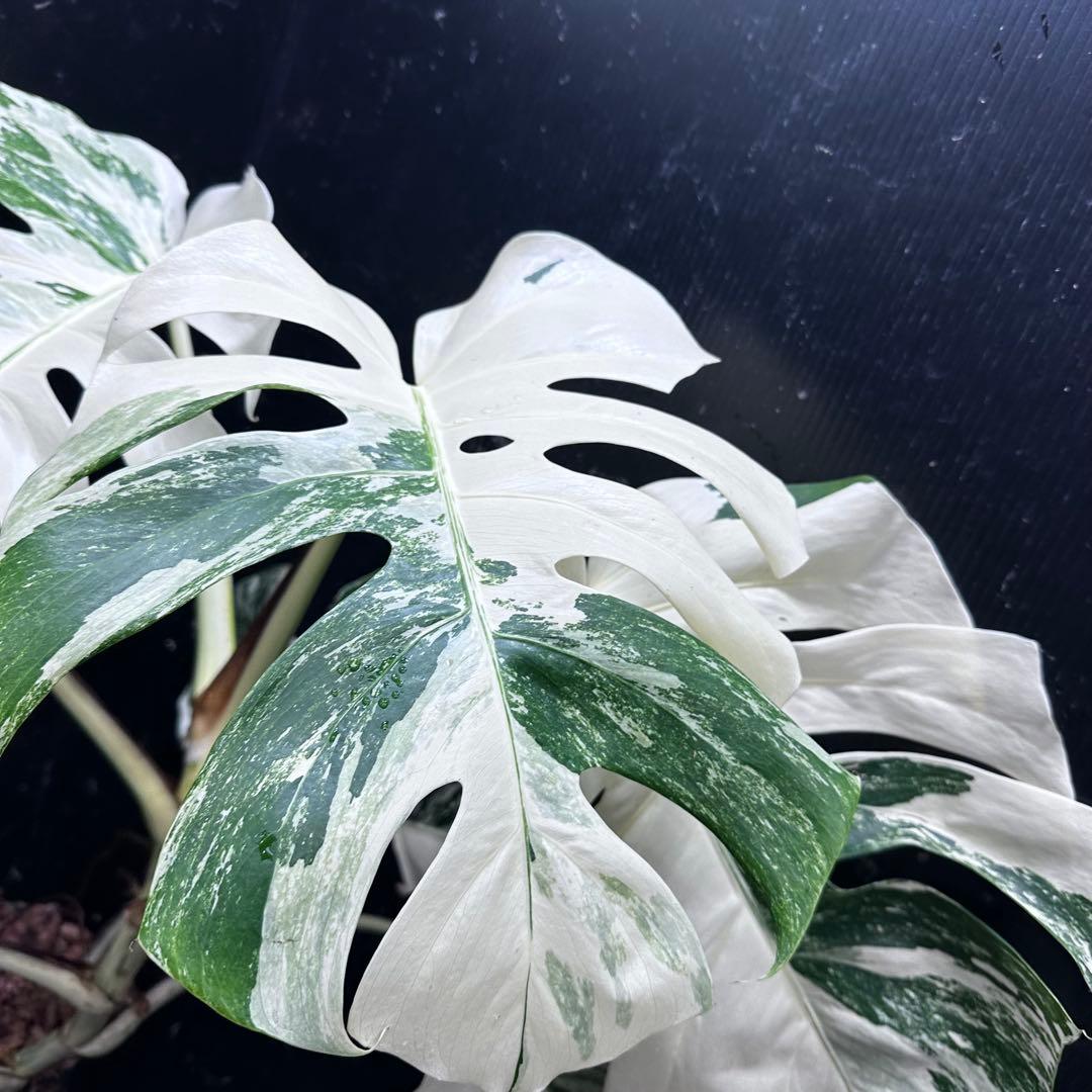 4株セットms47【葉だけ運送傷あり】ホワイトモンスター／天津蘭 斑入り