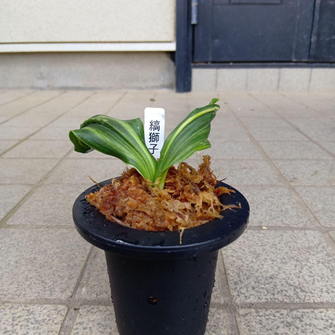 万年青 おもと 縞獅子 - メルカリ